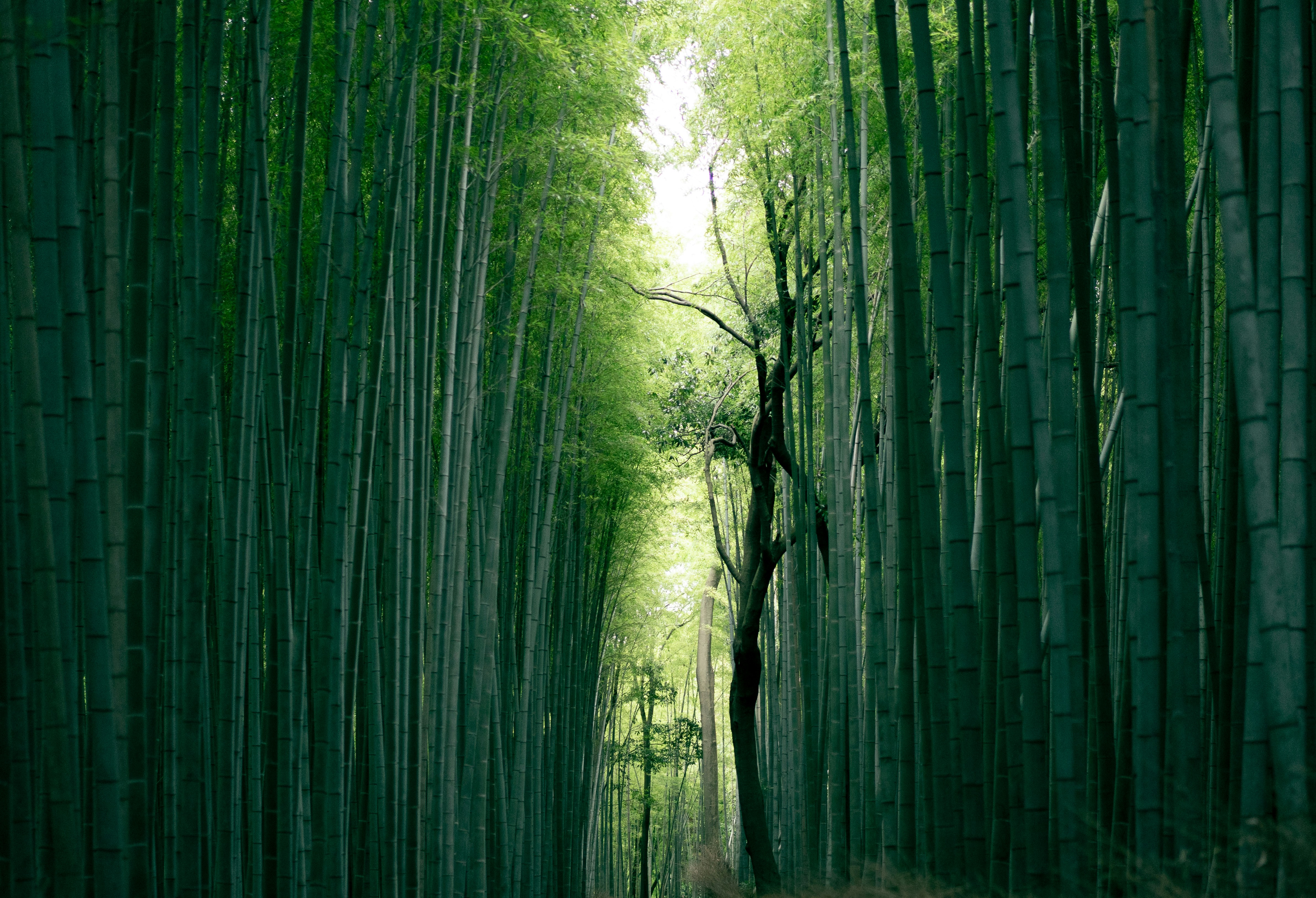 Hokokuji Bamboo Grove