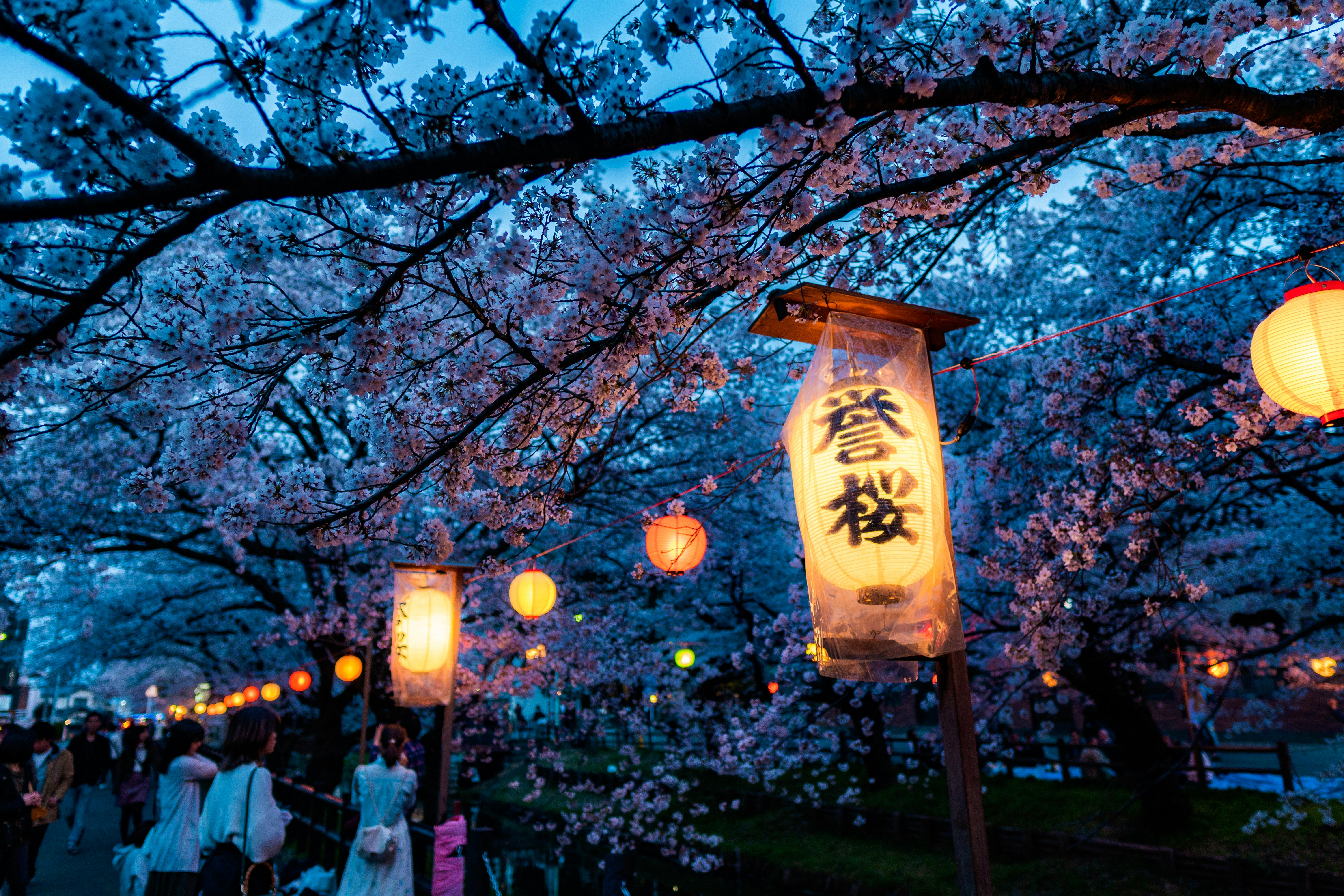 Cherry Blossoms and Lanterns
